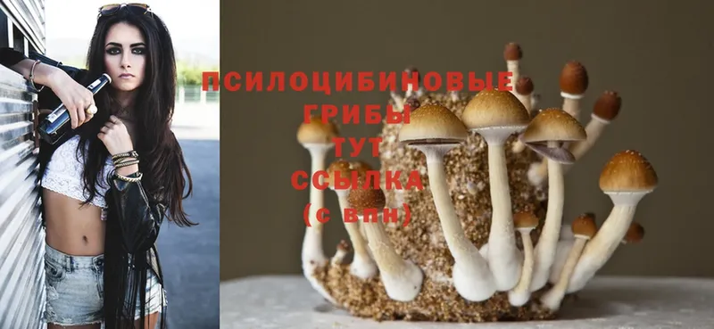 Галлюциногенные грибы Cubensis  Лыткарино 